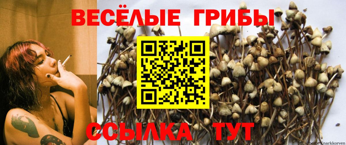 Курчалой  закладка  Вход с VPN  Псилоцибиновые грибы Psilocybine cubensis 